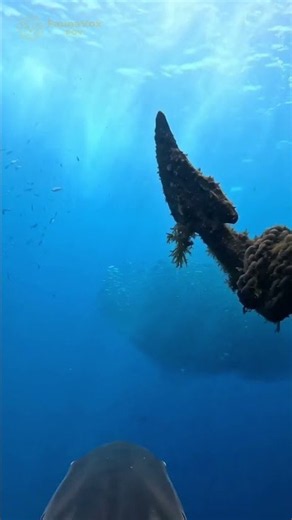 Did that shark just whip its tail like a underwater whip?!