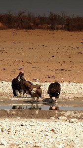 Four Vultures, one mission: keeping Etosha’s ecosystem healthy and balanced. #namibia #etosha #vultures #namibiatravel #namibiatourism #visitnamibia #travelnamibia #safari #birdlife #desert #travelphotography #africansafari #explore #trendingvideos #madbookings | Nwrnamibia