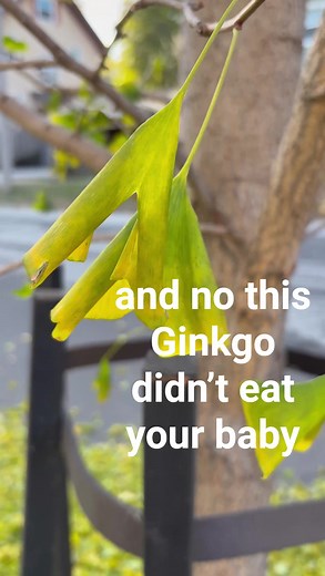 Check out the leaves falling from this Ginkgo tree! Did you know that Ginkgos drop all their leaves at once? It usually happens after the first cold snap or hard frost of the season. | WQAD