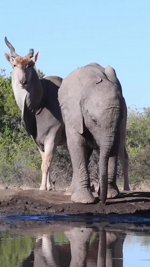 #nature #wildlife #goviral # | eland