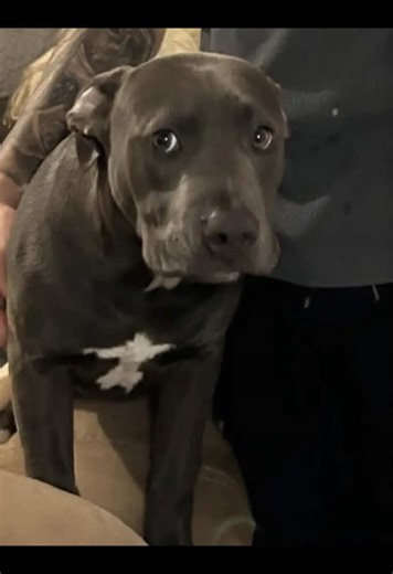 Why I Love Goatees and Papas