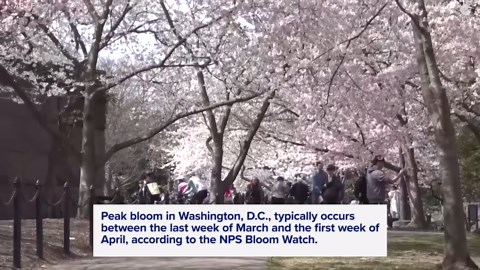 Washington DC's iconic cherry blossoms are days away from peak bloom
