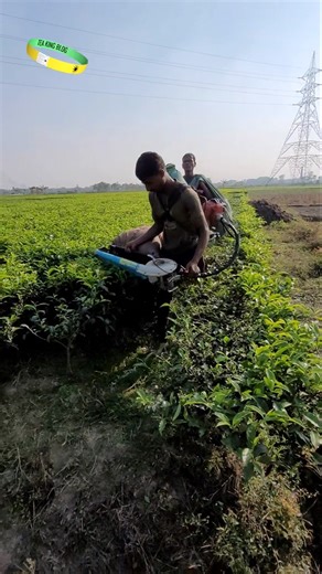 tea cutting machine | tea leaf plucking machine #chaipatti #agricultural #greentea #teagarden