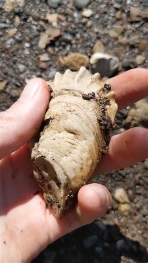 Pleistocene age oyster collected in North Texas!