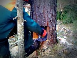 2.6K views · 34 reactions | Tree cutting using the Husqvarna 560 xpg and a car jack | Sentimiento Lirico | Facebook