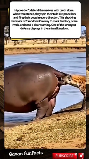 Hippos Use Their “Poop Power” to Defend Territory