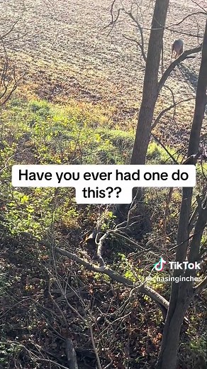 Ohio whitetail deer rut! #fyp #fypシ #outdoors #love #rut #hunting #deer