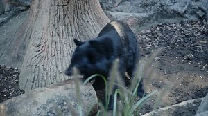 「ツキノワグマ」の写真素材 | 73,890件の無料イラスト画像