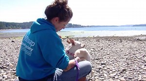 28K views · 552 reactions | VIDEO: Kitsap Humane Society volunteer Molly Clark treats dogs from the shelter to a "puppuccino" at a local Starbuck's — and hopes that the resulting photos makes people want to adopt them. | Kitsap Sun | Facebook