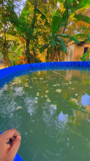 Tank Mai Hoga Oxygen Setup🐟 #fishfarming #fishfarm #fishfarmer #fishfarmers #farming #farminglife #farmer #farmerlife #fishtank #fishtankkings #biofloc #semibiofloc #debra #debratollplaza #kharagpur #kharagpurlover | Sawang Daily Vlogs