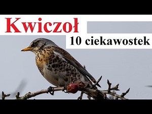 Kwiczoł - 10 ciekawostek
