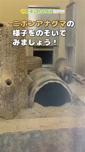 【東山動植物園公式】二ホンアナグマの日常《 二ホンアナグマ アナグマ 》 #short