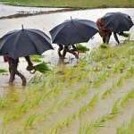 Computing for Climate Resilience in Agriculture
