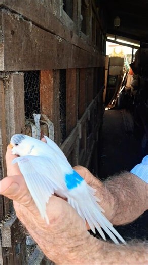 periquito australiano #aves #ornamentais #natureza #estimação #algeria