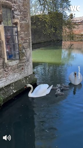 Cute Swans Ringing Bell For Treats 🦢🦢 | Watercooler Animals