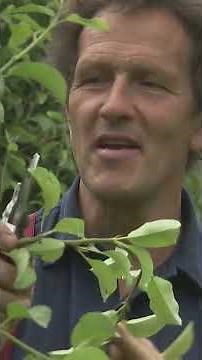 Why Summer Is Secretly The Best Time To Prune Apples? #garden #gardening #shorts