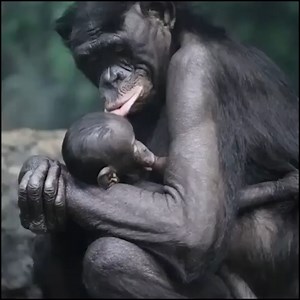 603K views · 35K reactions | One of our favorite videos: We just can't get enough of the adorable Cincinnati Zoo mother-daughter bonobo duo, Amali and Kesi. ♥ | WLWT | Facebook