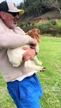 Goats screaming like humans- ultimate compilation #goat #animals #cute #animalsrule #goatnoises