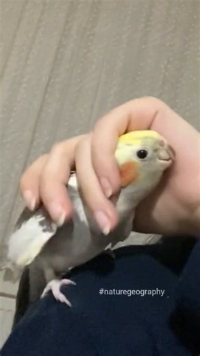 Loving your adorable cockatiel mercilessly. It's so used to being petted that it constantly wants to be stroked. It keeps bothering us, coming to us all the time to be loved. When you touch it, it wants to be petted again and again. Birds are one of nature's most beautiful miracles. And they make wonderful companions for your children. #parrot #cockatiel #cockatiellover #bird #naturegeography | Nature Geography
