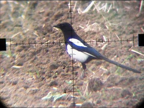 Air Rifle Hunting - Magpies Pest Control video 4 /2014