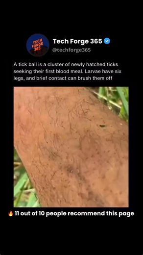 Tech Forge 365 | How It Works | Newly hatched ticks often remain clustered together on vegetation or the ground, forming what is commonly called a tick ball. This behavior... | Instagram