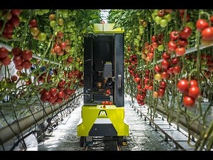 Tomato Robotic harvesting -watch GRoW at work