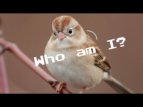 100 Birds of the Northeast (U.S) | Test