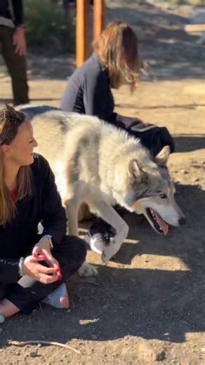 WOLF TRIBE | Leadership and Culture Development on Instagram: "Our alliance with the wolf 35,000 years ago transformed both of us. They became our dogs and we became the most adaptable, collaborative and successful communal predator on the planet running their cultural operating system. Many of the core principles of that Wolf Wisdom has been forgotten today and the psychology and success of families and work teams are suffering because of it. Wolf Tribe’s mission is to reclaim kinship back into