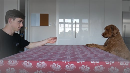 I taught my dog table manners