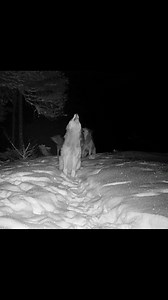 Grey wolves howling 🐺 Sound on for this one! #greywolf #wolfpack #graywolves #wolves | Dannyboy Wildlife