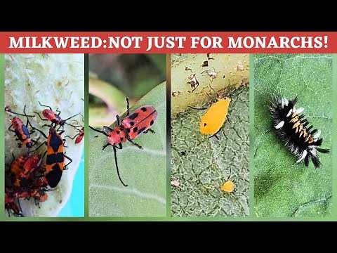 Milkweed Ecosystem: Monarchs, Milkweed bugs, Milkweed beetles, Tussock Moths and Aphids!