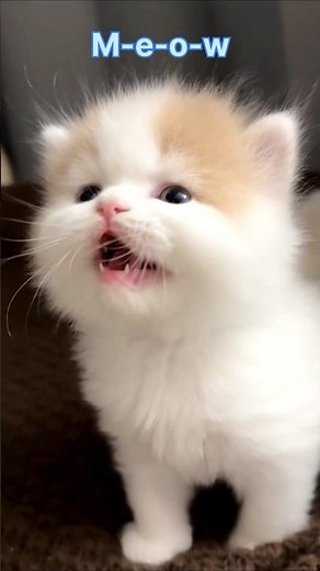 KITTENS Meow