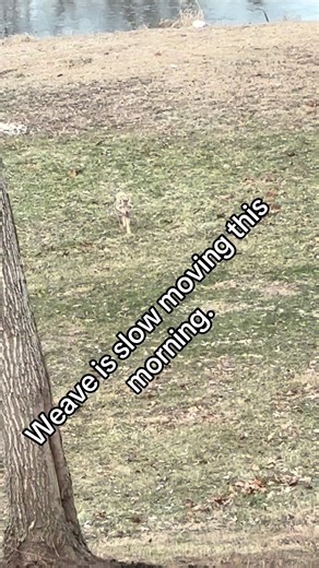 Slow Moving Coyote Adventures with Timmy Mc