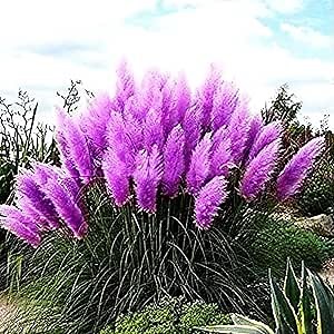 Rare Purple Pampas Seeds - 200 Premium Grass Seeds - Perennial Flowering Native Ornamental Grass - Fast-Growing Showy Grass for Garden Home Outdoor