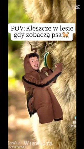 pov: kleszcze w lesie jak zobaczą psa