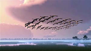 Download Migratory bird flock wetland sunrise mist reflection flying cranes migration marsh grassland sky for free