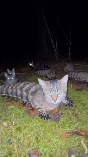 Petting the Mysterious Cat-Caterpillar in the Dark Forest 🌲👁️ #FoundFootage