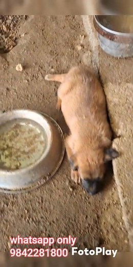 Anbu thangam 9842281800. 🙏 location https://maps.app.goo.gl/LXwP6tUS52Pvm2wx6?g_st=awb Visiting time 9.30AM TO 10.30AM (Working days only) Anbu Farm Coimbatore Instagram:- https://www.instagram.com/anbu_dog_farm?igsh=ZjZudzV1YmhoZ3R6 🙏 Anbu Farm Coimbatore Facebook page:- https://www.facebook.com/Anbu-Dog-Farm-Coimbatore-110837578051612/ 🙏 Anbu Farm Coimbatore Youtube channel:- ht https://youtube.com/@anbudogfarmcoimbatore9950?si=k-jLF2CC7v9wwwWq 🙏 #கோம்பைநாய் #கோம்பைநாய்க்குட்டி #நாட்டுநாய்