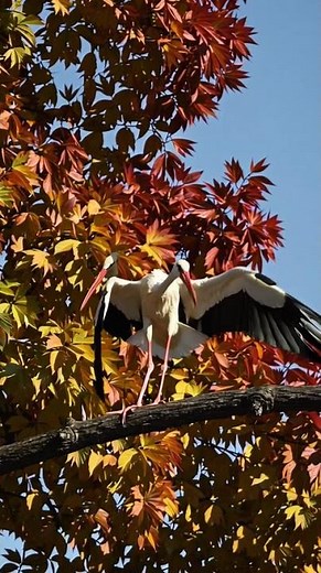 The World's Most Stunning Rainbow Animals & Exotic Birds (You Won't Believe )