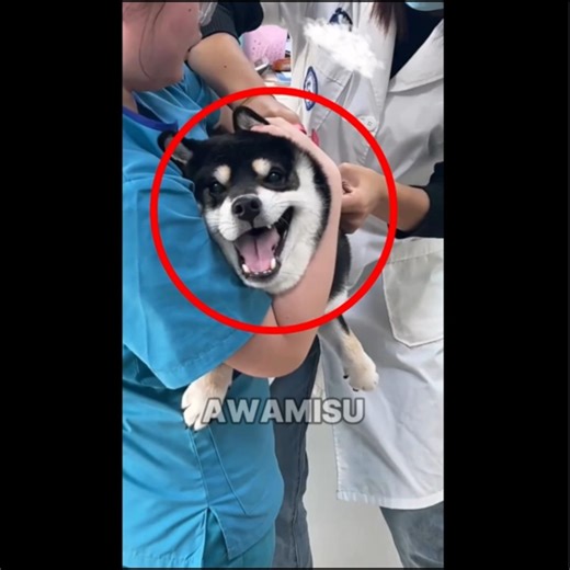 Dog Screams Like a Human at the Vet😭 Funniest Reaction Ever! #dog #comedy #funny #viralvideo #viral