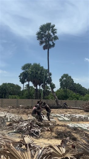 Building with Palm Fronds: Outdoor Structure Creation