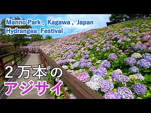 4K Hydrangea Festival at National Sanuki Manno Park, Kagawa Prefecture, Japan