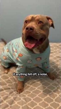 Big bed bug🐞🤍 #americanbully #doggielife #dogshorts