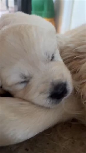 DogMom on Instagram: "Sweetest memories ♥️ Soft moments where love feels safest ♥️ A mama heart at rest, wrapped around her tiny thunder paw 🐾 Breathing together, dreaming together 💫 This is what forever love looks like 🐶♥️ Pure tenderness, quiet warmth, endless care 💤💞 My heart melts every time 💗🐾♥️ Sødeste minder♥️ Små øjeblikke der rummer al kærlighed 💞 Mor Maggie der putter og sover med sin lille tordenpote 🐾♥️ Tryghed, varme og blide drømme sammen ✨ Kærlighed der kan mærkes helt in