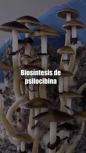 Así produce psilocibina el Psilocybe cubensis 🍄 | Pharmadelia