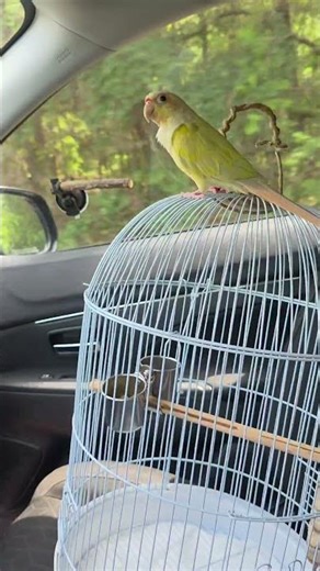 Exploring #mooncheekconure #birds #parrot #conure #papagal