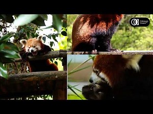 Red panda conservation