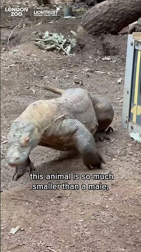 The largest lizard in the world