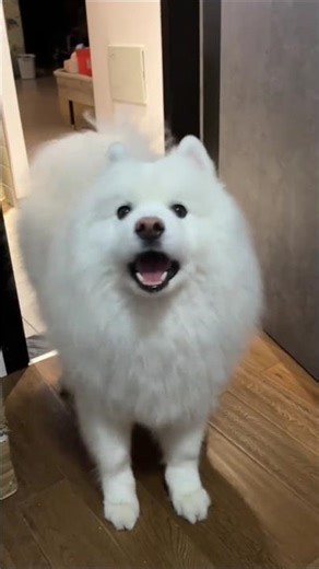 Fluffy Samoyed Saying Hi 😍🐶 | Cutest Bark Ever!