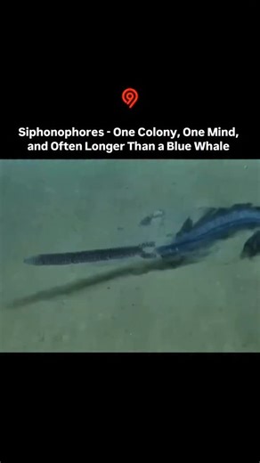 Spe on Instagram: "Siphonophores are colonial marine organisms that can form long, ribbon-like bodies—some exceeding 40 meters, making them potentially longer than blue whales. They drift mostly in the deep pelagic zone. Though they look like single animals, each colony is made of specialized zooids derived from one fertilized egg. These units handle feeding, reproduction, propulsion, and buoyancy, creating a highly polymorphic, cooperative organism. Some siphonophores also produce bioluminescen